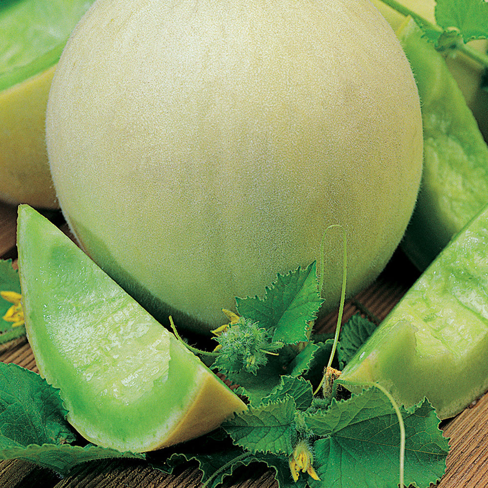 An image showing a whole honeydew melon along with a few slices and green leaves.